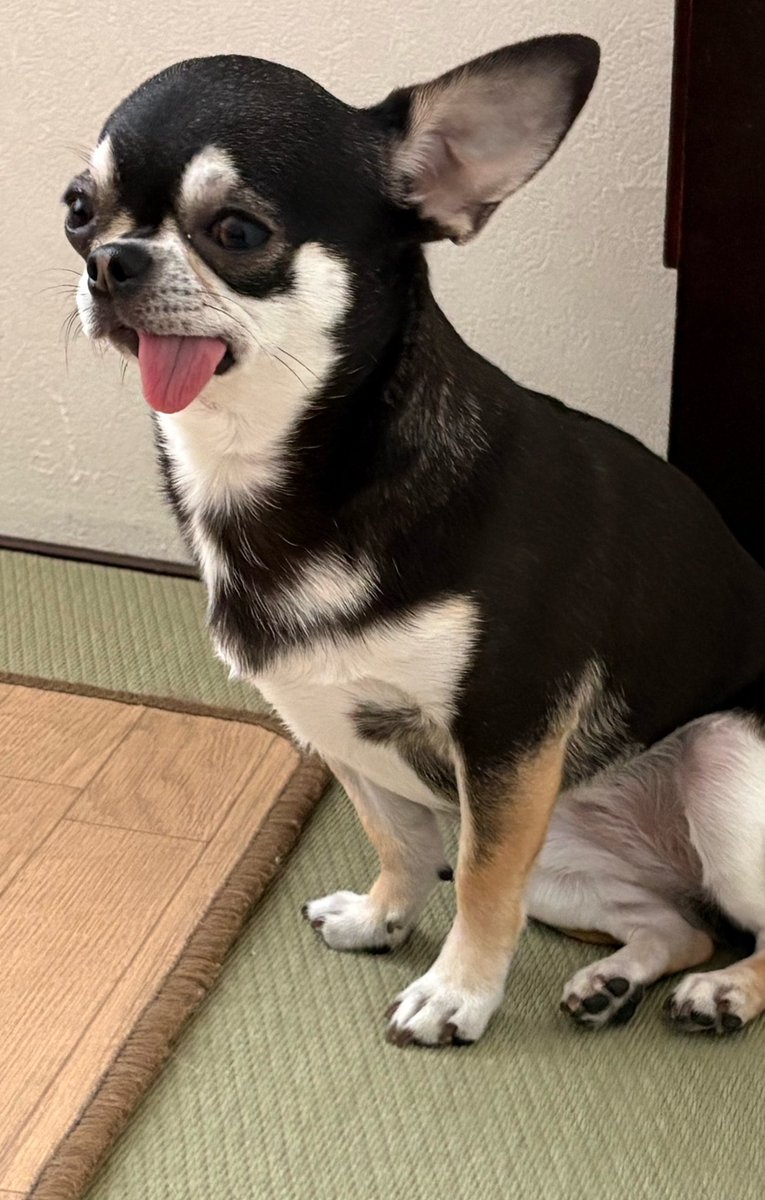 ns_dogs's tweet image. Tongue Out Tuesday vibes! 😋🐾
Eve is giving us maximum cuteness today~
Eve in Tokushima, Japan 🐶🇯🇵
#Chihuahua #TongueOutTuesday #Tot #DogsOfTwitter