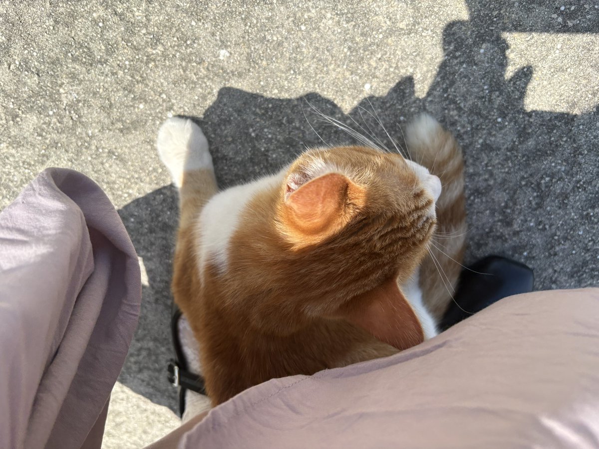 みゅー旅♡miu tweet media