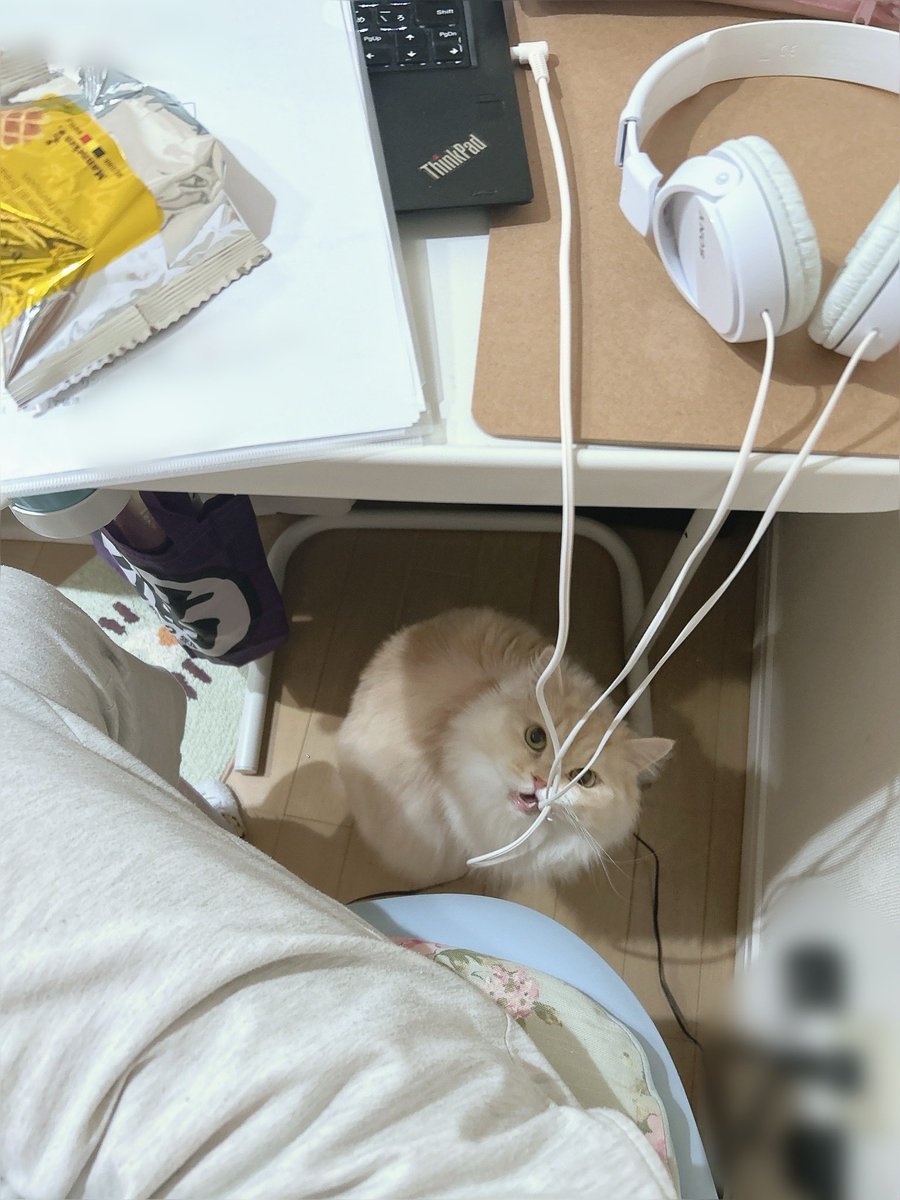 ふたば() tweet media