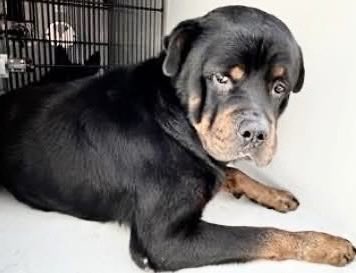 PawsnTails4TX's tweet image. 💙🎉🙏DEEBO is back home 🏡 with his family tonight! Hopefully they will look after him better and he never sees the inside of a shelter again! Thank you all for helping him! No pledges are collected! 
Houston #TX