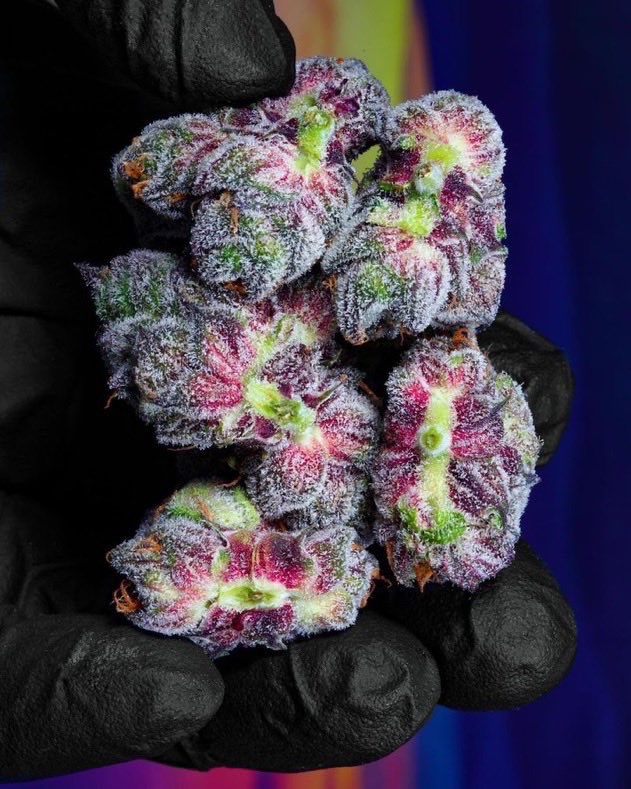 STONERS R US 🍃 tweet media