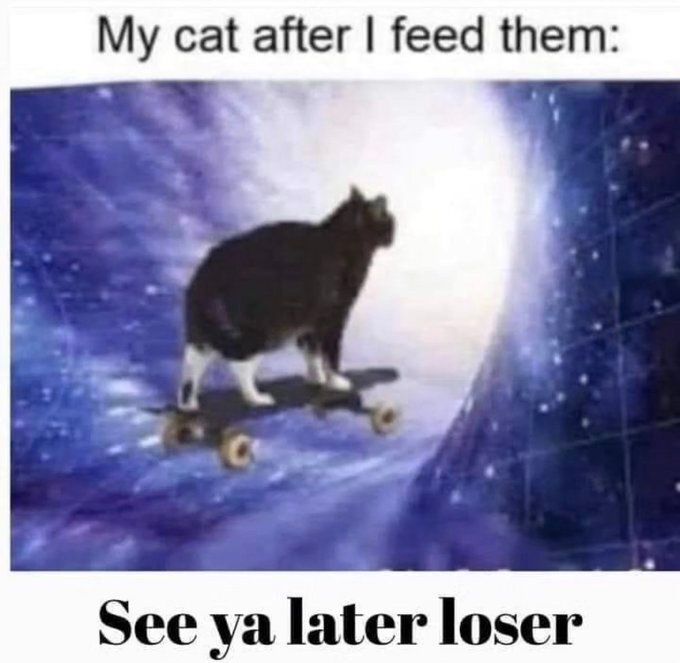 Cat TikToks (@cattiktoks) on Twitter photo 