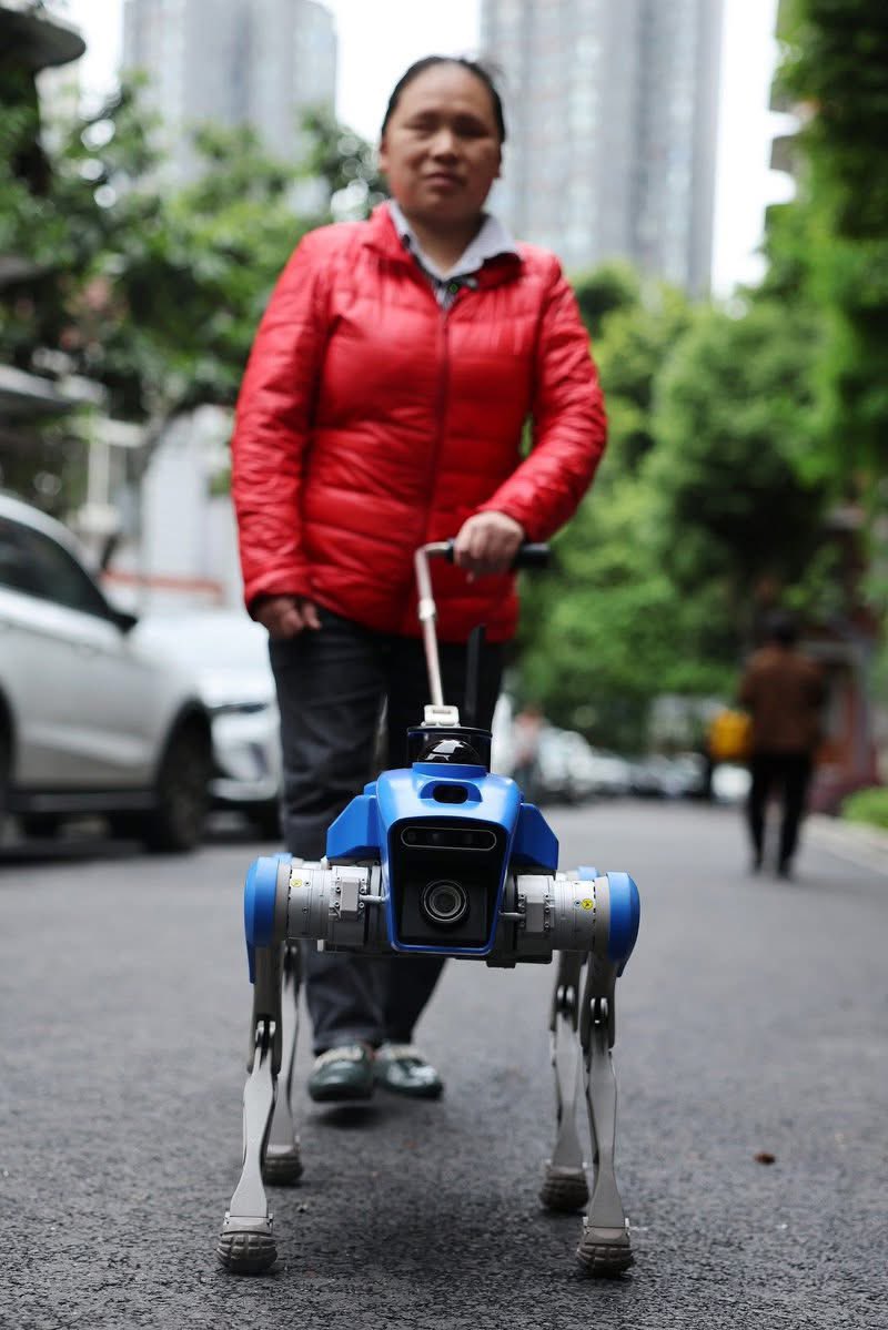 ShanghaiEye's tweet image. An intelligent guide #dog is assisting visually impaired people with daily travel in #Chengdu, southwest #China’s #Sichuan Province, as part of a trial of an all-terrain smart mobility solution designed to support everyday mobility across scenarios including commuting, shopping