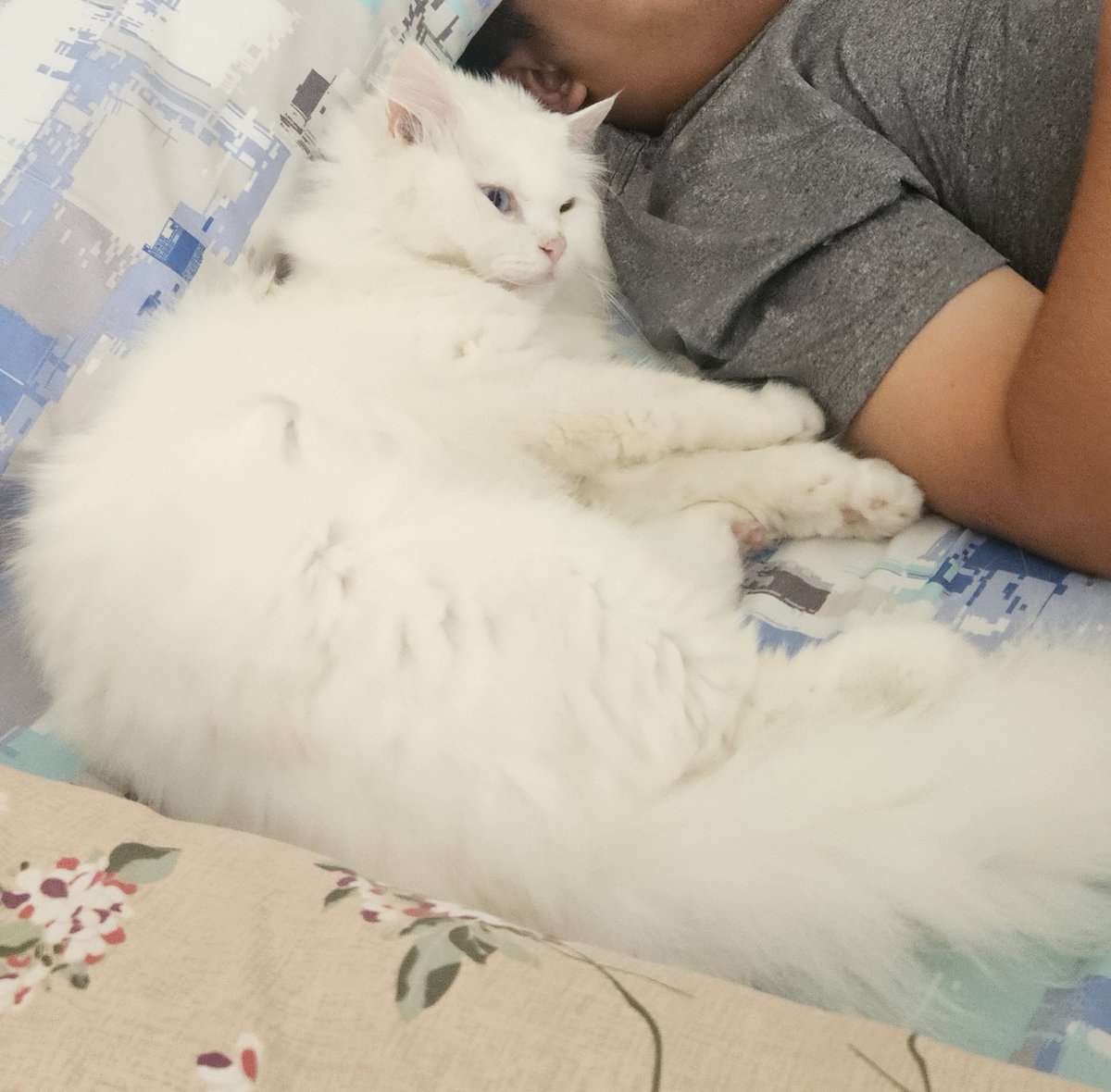 Dadang Sn(Owy) Gurniwa 🇵🇸 tweet media