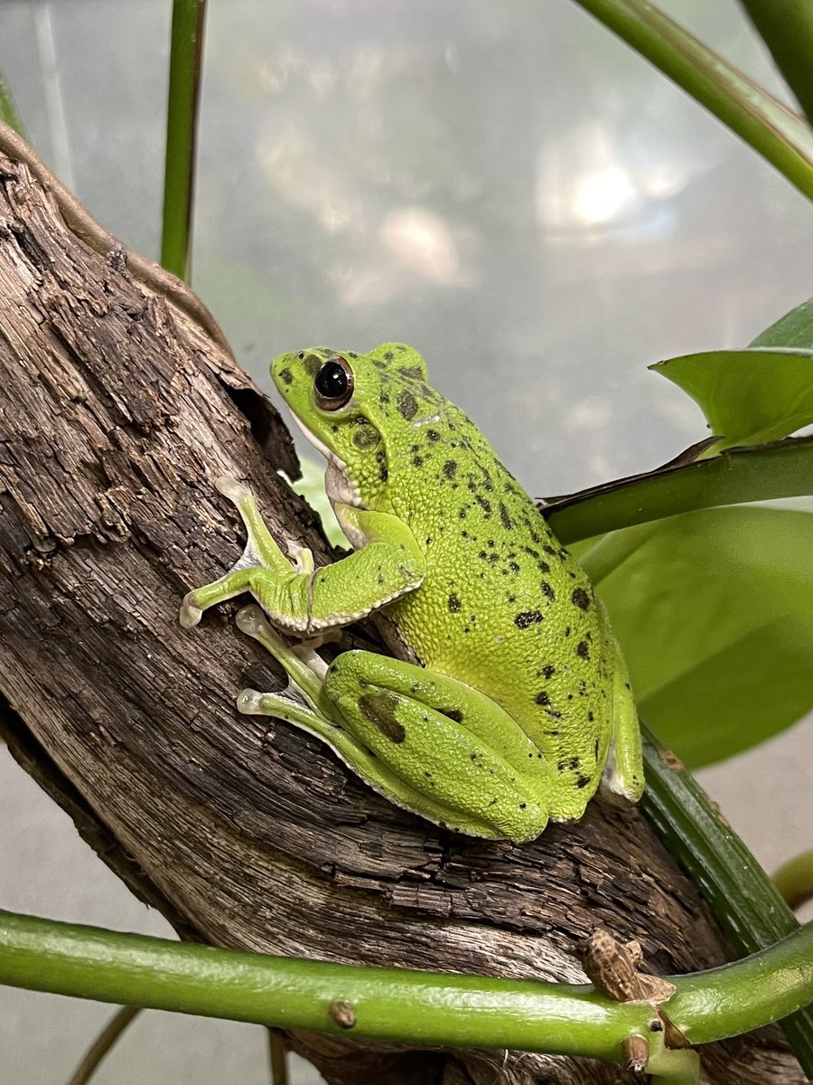 reptilescafe's tweet photo. 昭和の日はお天気下り坂の横浜
お店は営業中(11時〜18時、L.O.17時)です
GWは
今日〜5月6日はまで毎日営業
5月7日〜8日は代替休業
9日から通常営業となります
皆様のご来店を爬虫類スタッフ一同
お待ちしております
写真は
#モリアオガエル さんです
#爬虫カフェ
#ForestGreenTreeFrog https://t.co/MMr0DgeDIO