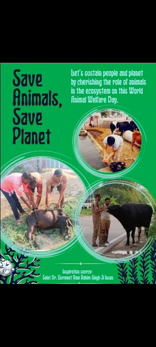 It is our duty to take care of animals and birds. Inspired by the initiative #Feedeverycreature by Saint Gurmeet Ram Rahim Ji, the followers of Dera Sacha Sauda place food and water for birds on their rooftops and provide fodder to animals.