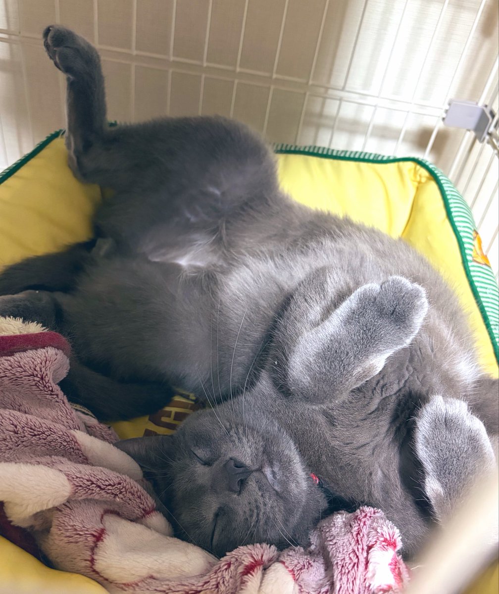 らむ🐱 tweet media