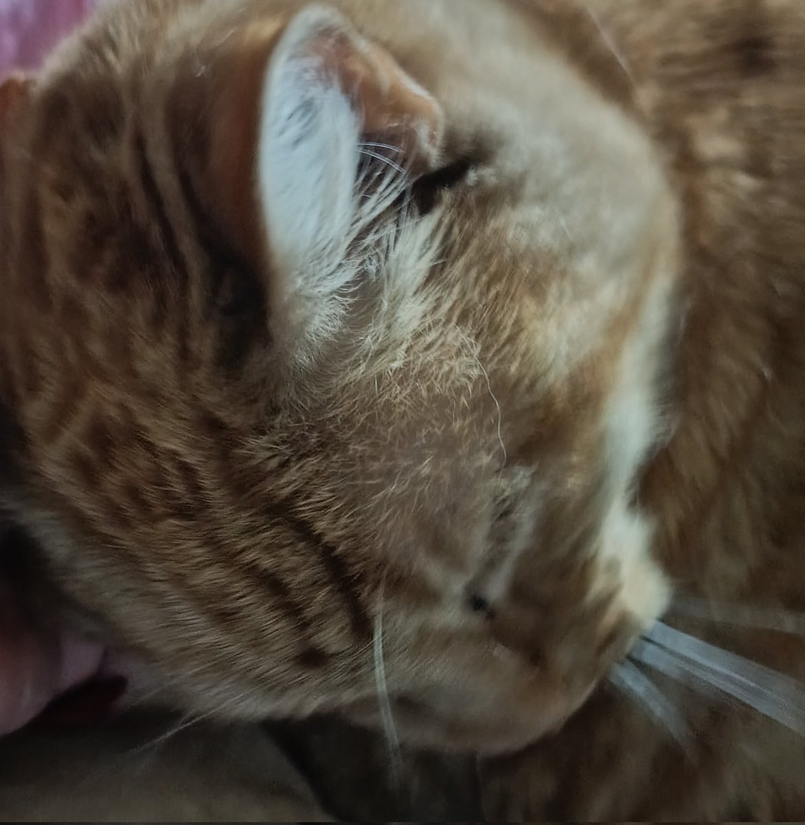 FFSKarz's tweet image. Here he is!! 

#GeorgePuscat #NotMyCat #AlwaysHungry #Dreamies #BinsOutCatIn