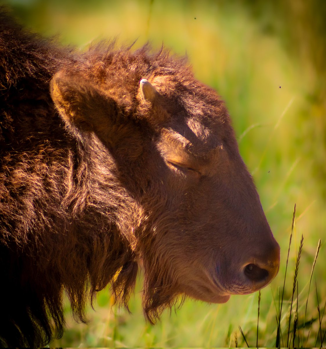 WildBeyondPhoto's tweet photo. I only post original content!

Let's see yours.

• Sleepy Baby~
Bison Calf (Red Dog) • 😍 https://t.co/mjorVoEpHE