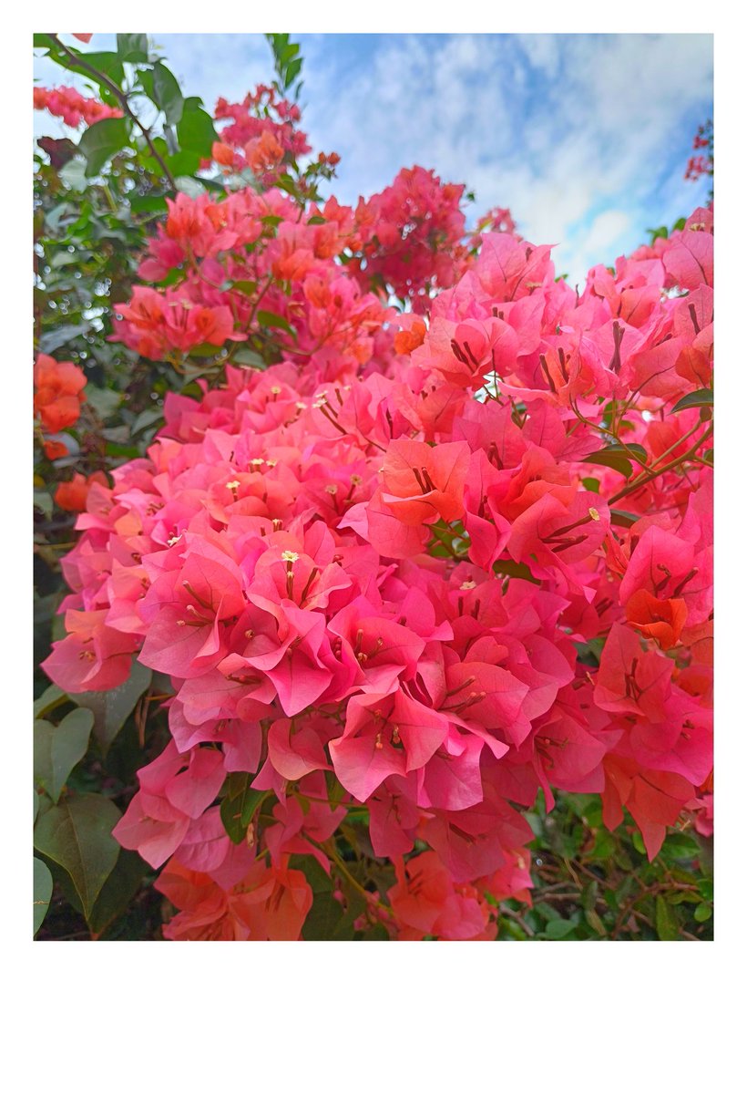 เฟื่องฟ้าแต่ละสีจริงๆแล้วมีชื่อเรียกเฉพาะ​ต่างกันไป.. ชื่อไทยจะแยกตามสี​
สีแดง-แดงจินดา แดงรัตนา แดงบานเย็น ตรุษจีนด่าง สาวิตรี กฤษณา

สีขาว-ทัศมาลีดอกขาว ขาวน้ำผึ้ง สุมาลี สุวรรณี

สีชมพู-ชมพูจินดา ชมพูทิพย์ ชมพูนุช

สีม่วง-ม่วงประเสริฐศรี พรสุมาลี ม่วงกฤษณา ทัศมาลี