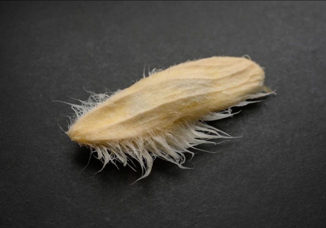 햅쌀( ꈍᴗꈍ)🌾 tweet media