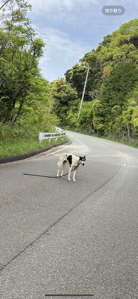 AMG_HIRO_E63S's tweet photo. 和歌山県由良町で
迷い犬見つけました。
心当たりある方
どなたかおられませんか
#拡散希望 https://t.co/wZHloBd4ew