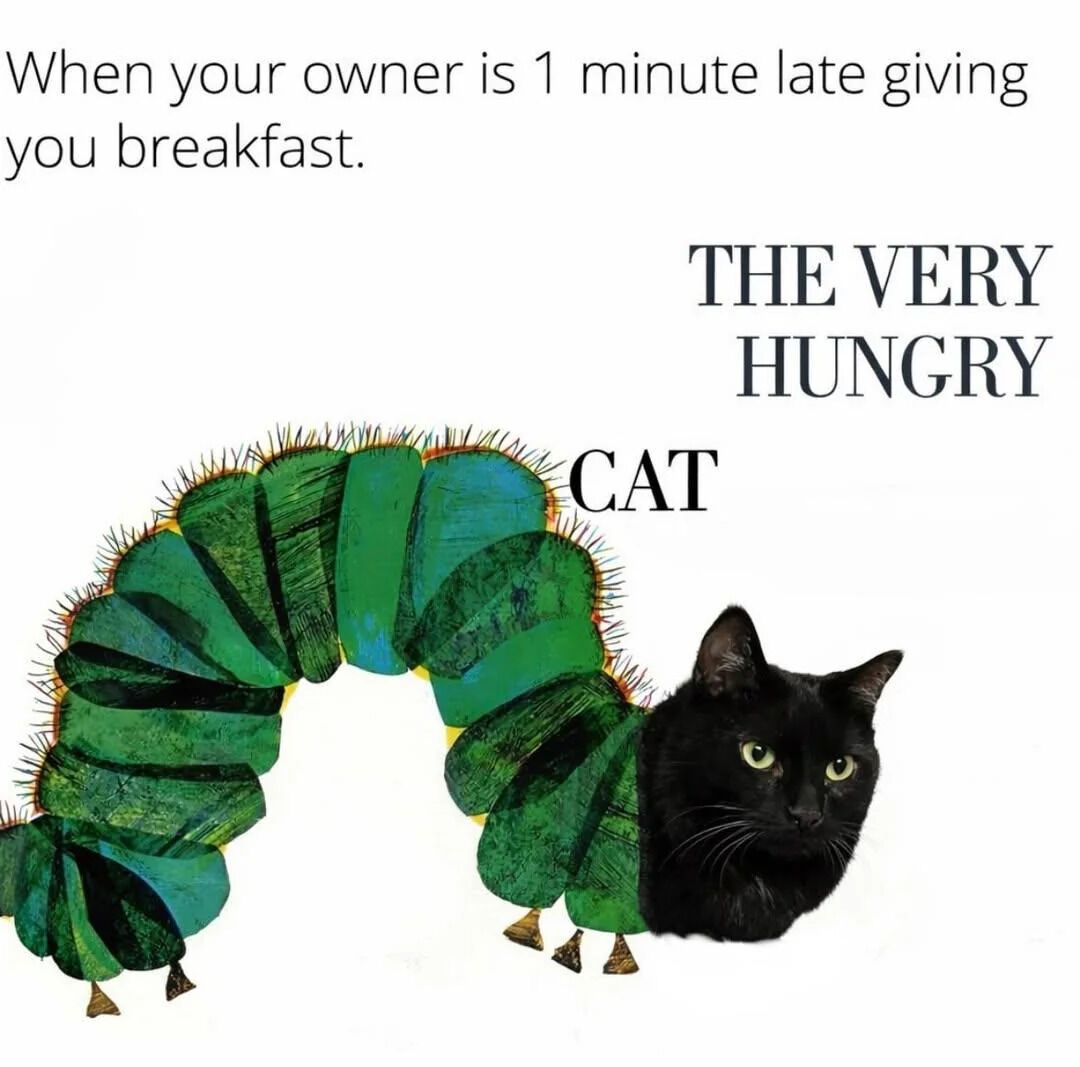 WholesomeMemes (@wholesomememe) on Twitter photo 