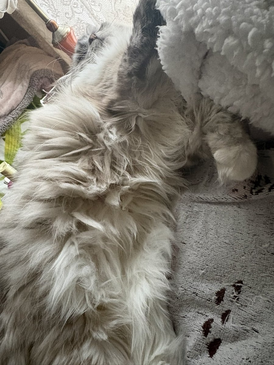 mikekomama tweet media