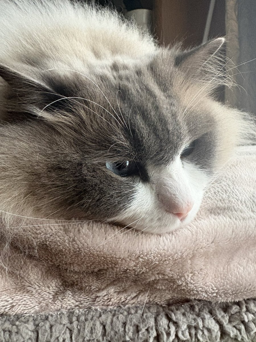 mikekomama tweet media