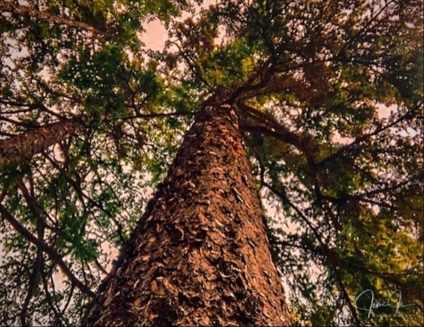 JeniJiPhotography tweet media