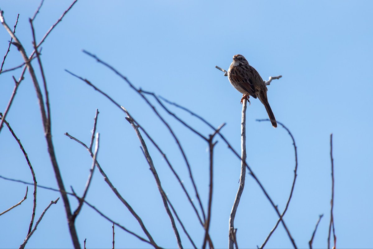 imoutbirding's tweet image. Sparrows are so cool they don’t get near enough love
#birding