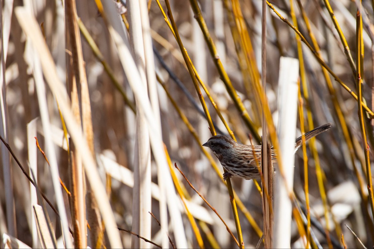 imoutbirding's tweet image. Sparrows are so cool they don’t get near enough love
#birding