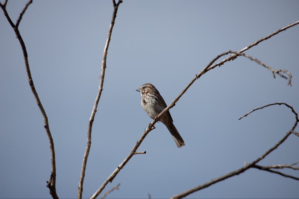 imoutbirding's tweet image. Sparrows are so cool they don’t get near enough love
#birding
