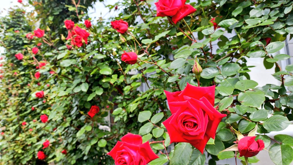 cos2machi's tweet photo. 【4/29カントリーパーク🌹】
現地の天気は薄い雲はあるもののお晴れの天気です
薔薇もちょうど見頃となっています

前売りの受付はイベントホールにて10:45より開始します
当日券は11時より販売・受付を開始します
#こすまち #熊本 #コスプレ
https://t.co/t7MHrN6ooT https://t.co/qnjXSARW5q