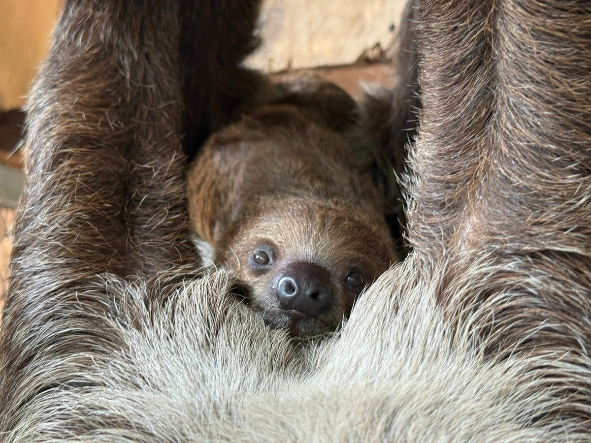 Khamoo.andthegang tweet media