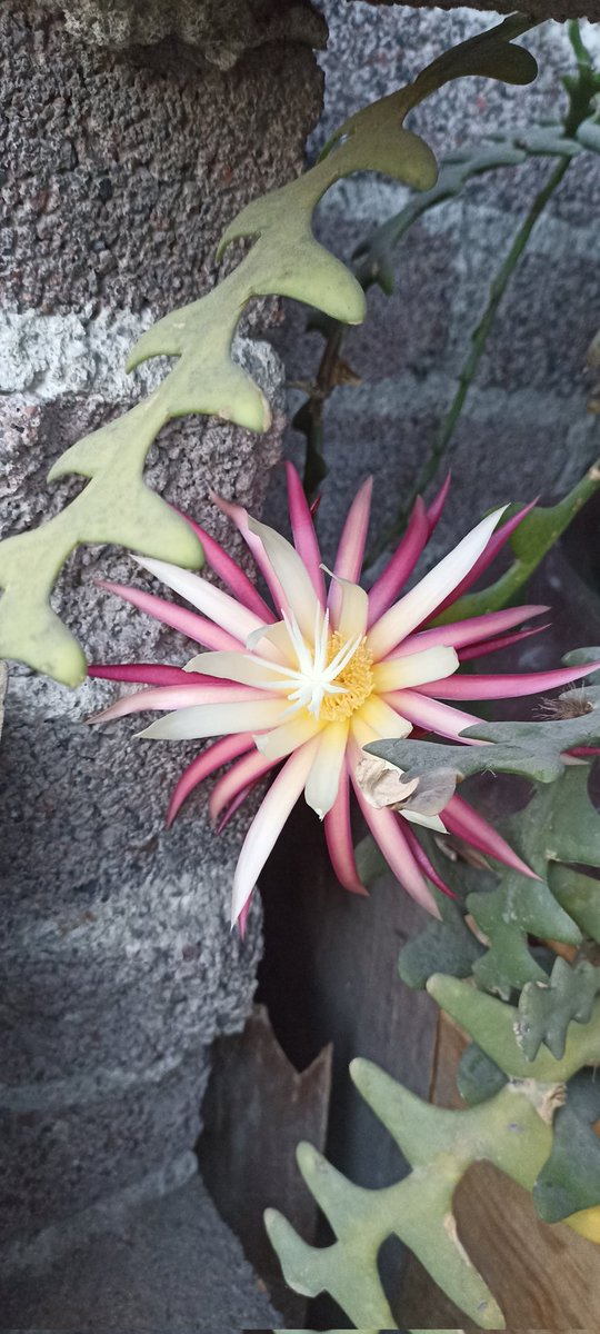 AnneMoka's tweet photo. Es la primera vez que florece. 😃 https://t.co/MUZ2cZU2UT
