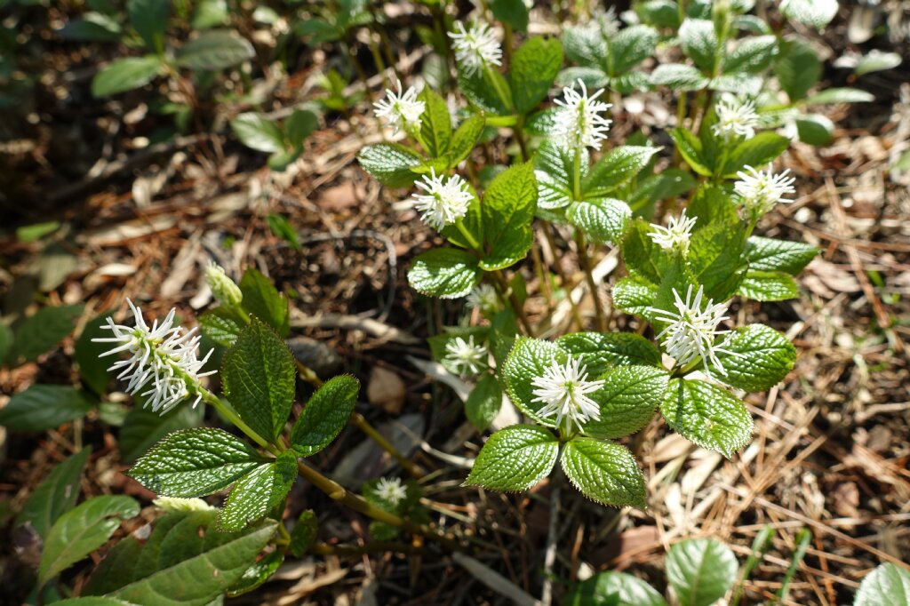 ヒトリシズカと #フタリシズカ 花の形は全く違うのに、花が終わった後