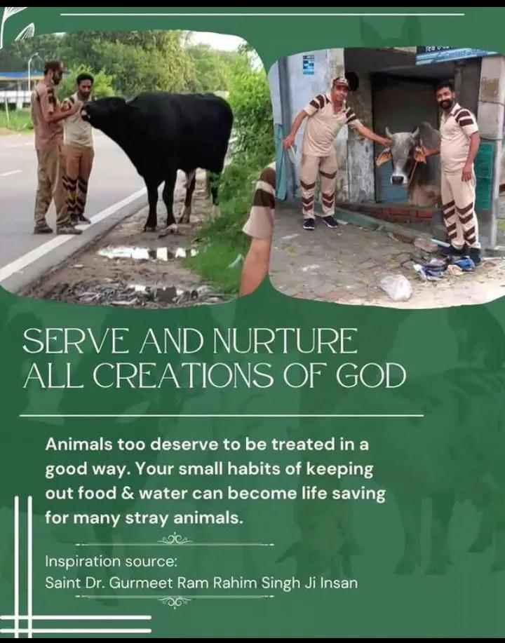 Saint Gurmeet Ram Rahim Ji encourages people to feed. stray animals and birds, particularly by providing food and water, to ensure no creature goes hungry!
Dera Sacha Sauda volunteers keep the water bowls on the rooftop and balcony for birds in summer!

#FeedEveryCreature