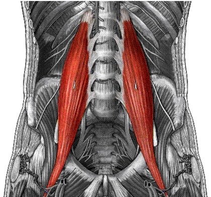 chiw00k's tweet photo. 저 중에 척추에 가장 낮게 붙어 있는 근육이 psoas라고 하는 근육인데요, 이게 바로 안심입니다. 제일 비싼 부위죠. 운동을 거의 안해서 엄청 부드럽거든요. https://t.co/28l6mgUj4r