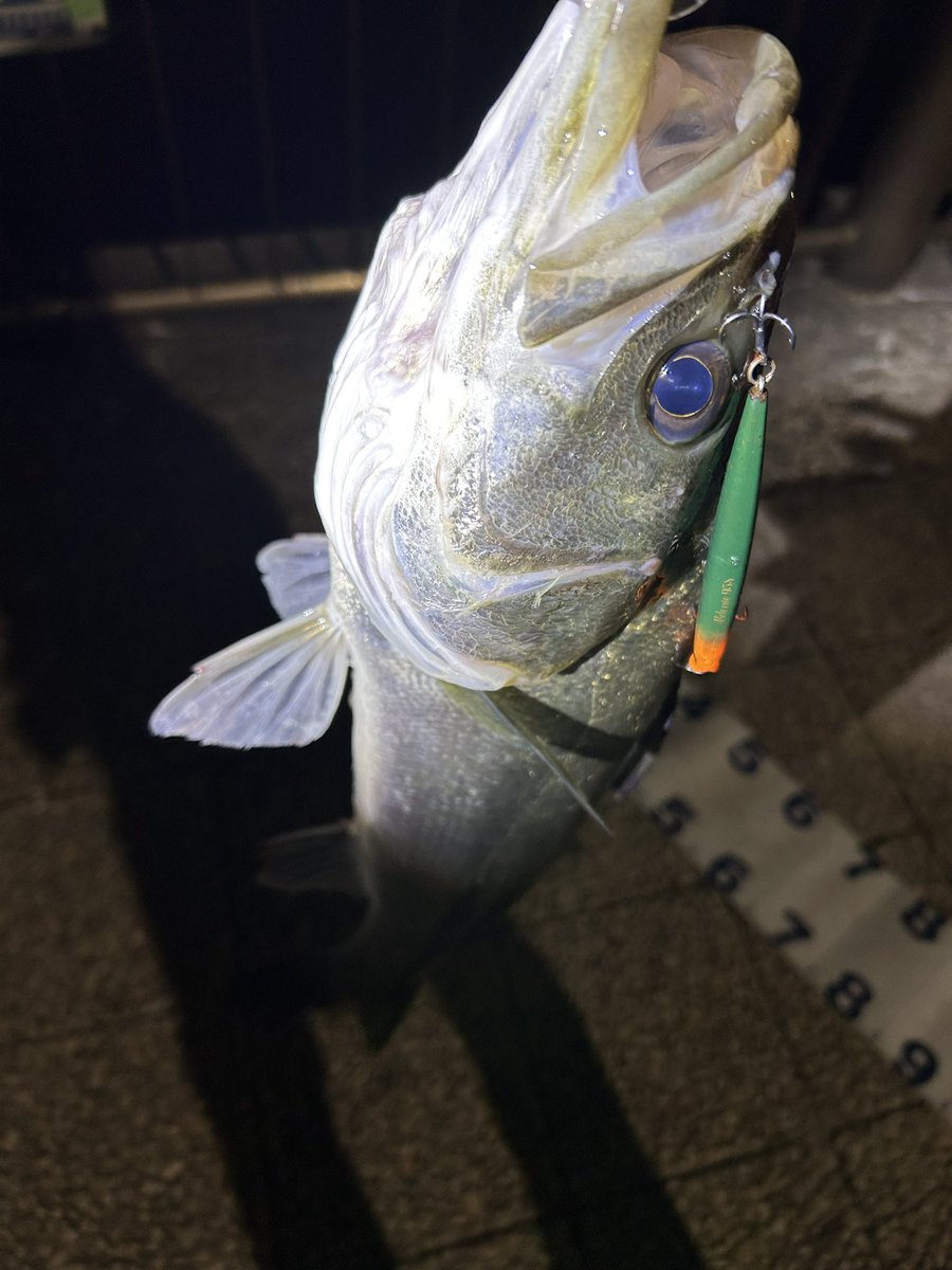 高一チャリアングラー🎣🚲🐟 tweet media