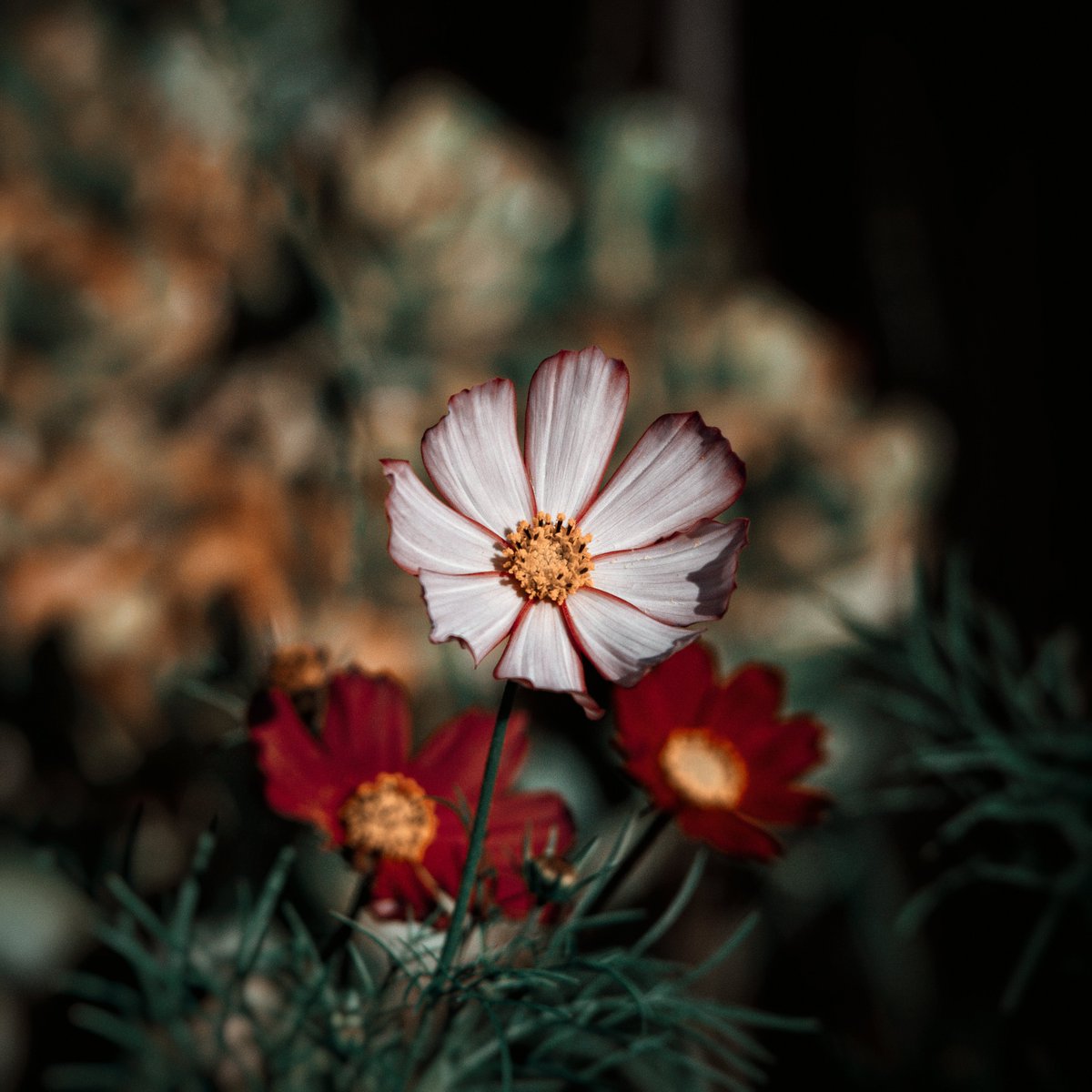 KaguraKald's tweet photo. Flowers
#flowers #nature #Nikon #D810 #color #technicolor #edit #aesthetic https://t.co/QTqISlhLkp
