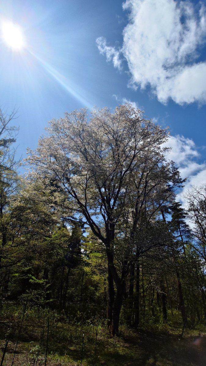 ogacafe's tweet photo. 29日も営業しています。
園内の山桜もそろそろ散り始め、6月中旬までは解放していますのでご自由に散策ください🫐 https://t.co/wtRGF2p1UQ