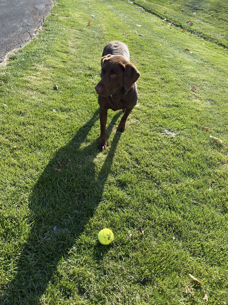 wabipost's tweet photo. @CoachDanGo An American labrador retriever. https://t.co/FIwq8VOOnI