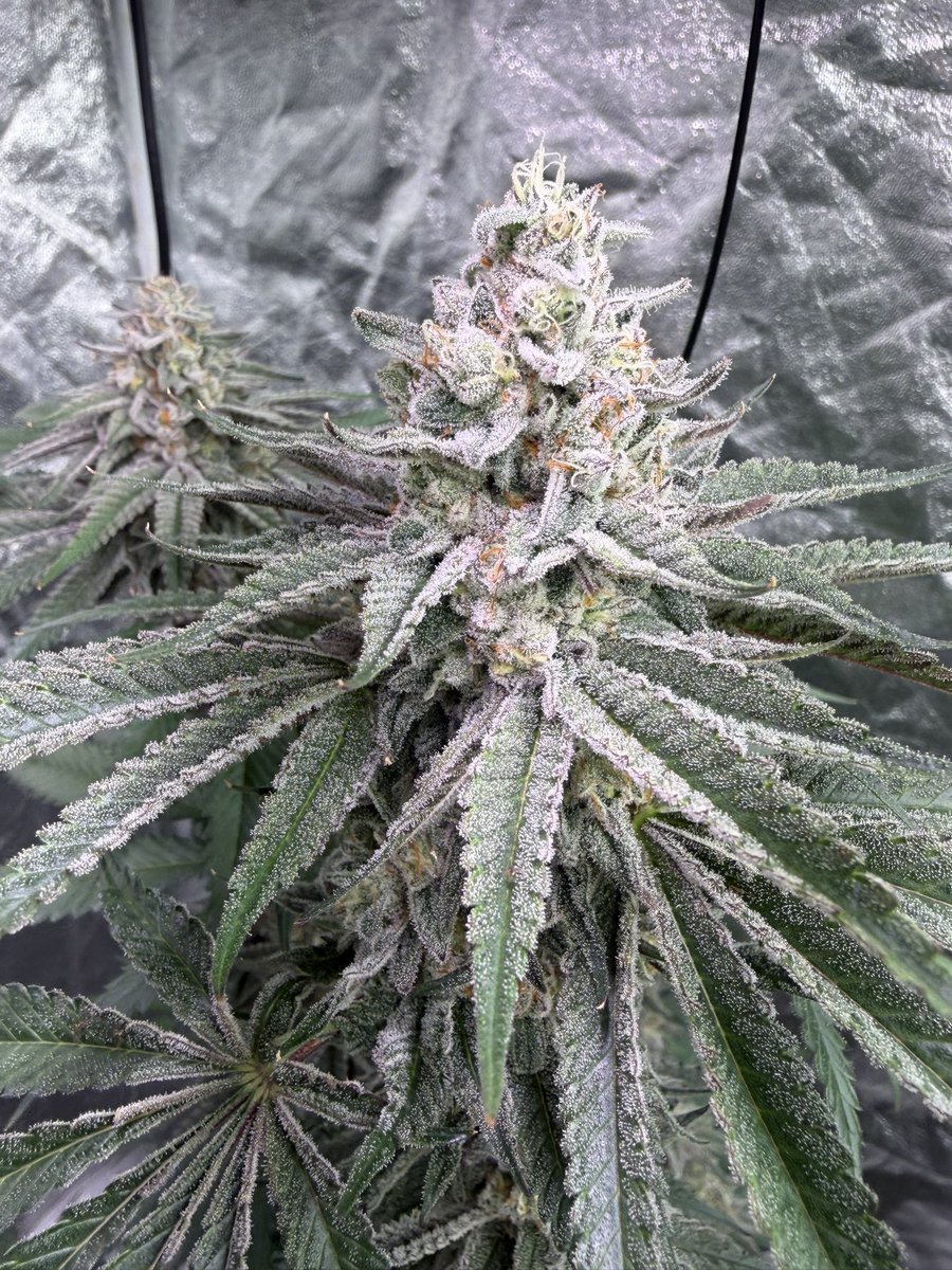 SeedsgrowsGenet's tweet photo. was talking about an increase in THC related OD’s with “that wax stuff getting stronger” 🙄

Nah but fr, these were 4 of the plants that had JUST been moved from dry to cure at the time of the raid. While they had 9 cops at my house I wonder how many real crimes were going on. https://t.co/0BYvDORuqU