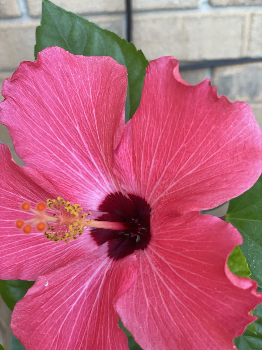 Rosemary Staples tweet media