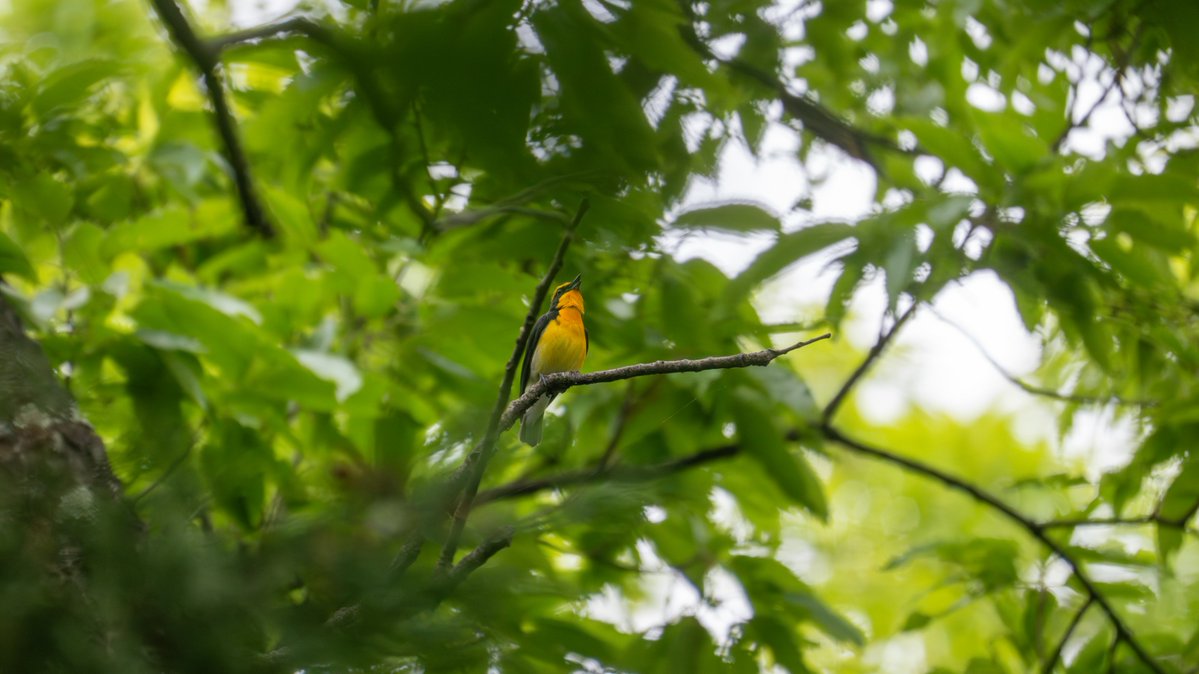 ksakabe's tweet image. 今朝出会ったセミの鳴き真似をしているキビタキ。何とかその姿を見られました。 #野鳥 #bird #a057 #a6700