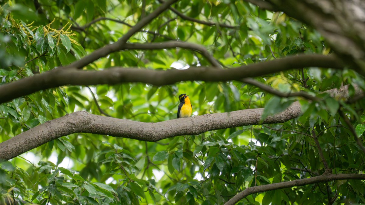 ksakabe's tweet image. 今朝出会ったセミの鳴き真似をしているキビタキ。何とかその姿を見られました。 #野鳥 #bird #a057 #a6700