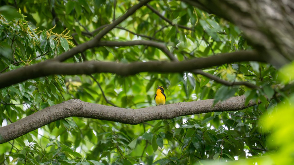 ksakabe's tweet image. 今朝出会ったセミの鳴き真似をしているキビタキ。何とかその姿を見られました。 #野鳥 #bird #a057 #a6700