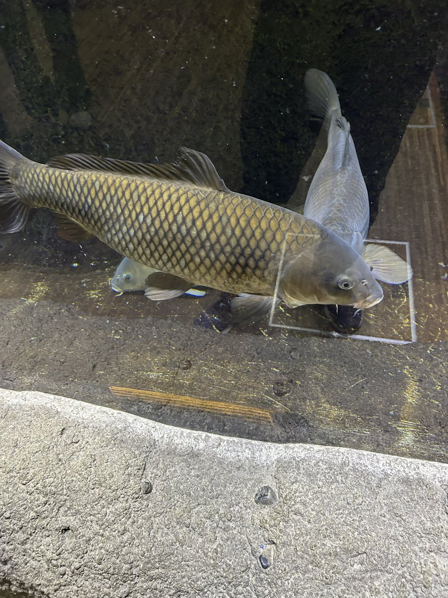 おさD@求道僧 tweet media