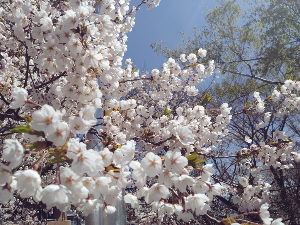 344r2d2's tweet photo. 毎年の桜 https://t.co/G6uXWCeqoR