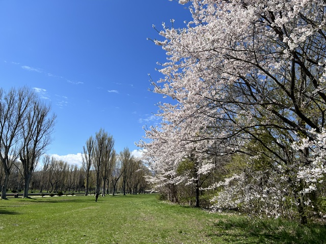 前田森林公園 tweet media