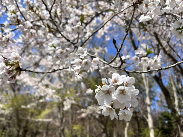 前田森林公園 tweet media