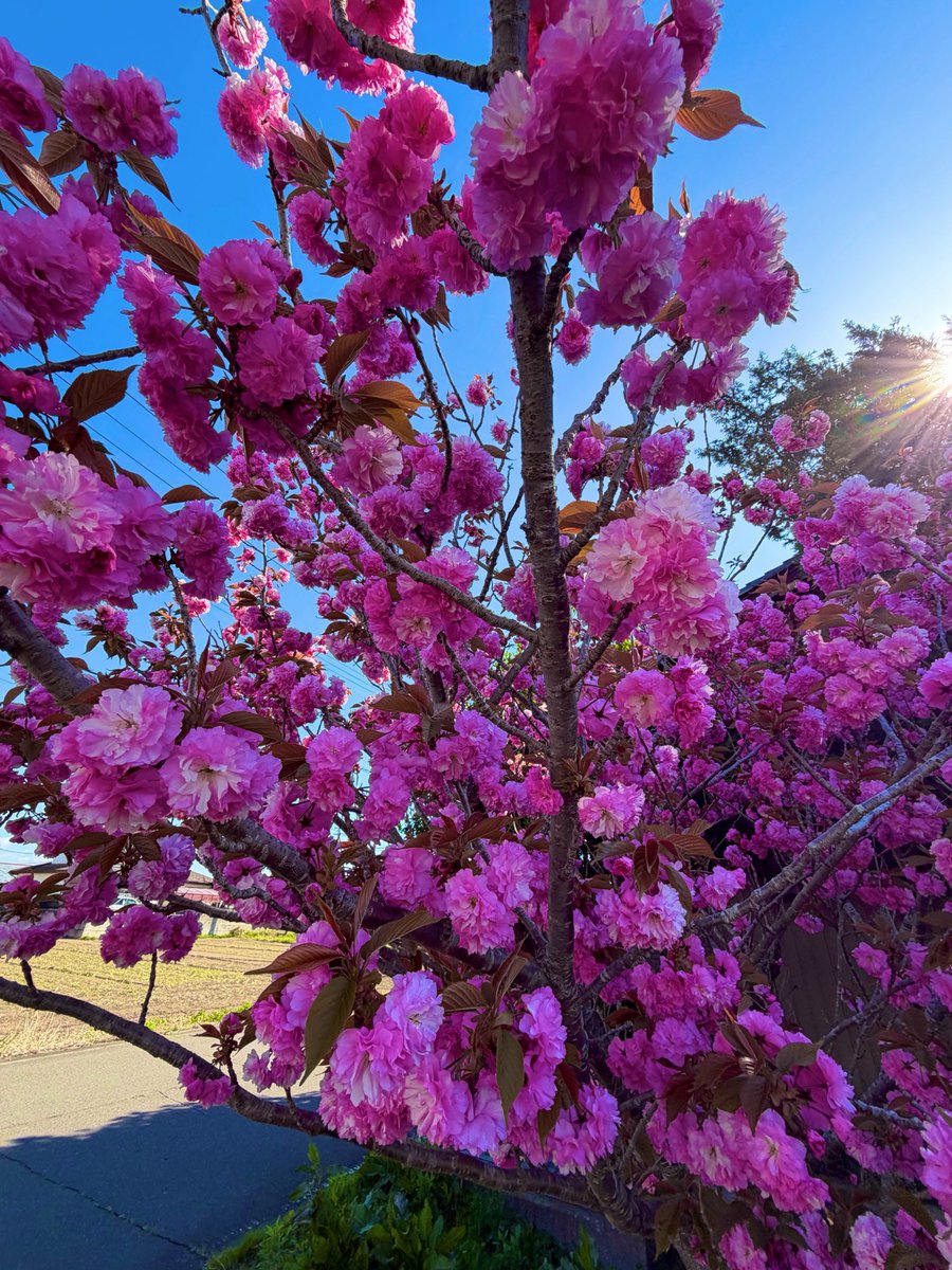 ekouzenji's tweet photo. 八重桜が今綺麗です。
#八重桜
#関山
#桜
#Cherryblossom
#臨済宗
#妙心寺派 
#恵洪寺 https://t.co/4ymOMQ83S6