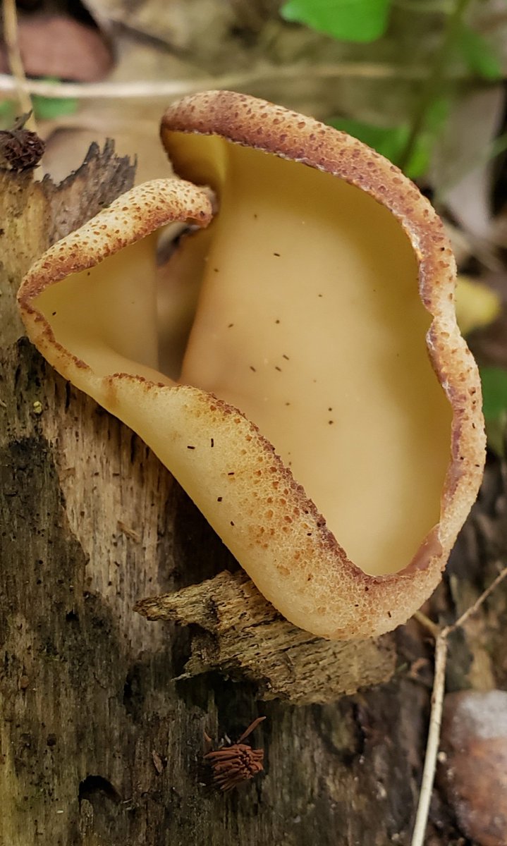 mushroomJenja's tweet photo. Peziza fungi also known as cup fungi ♥️ https://t.co/IkXM4oQI8z