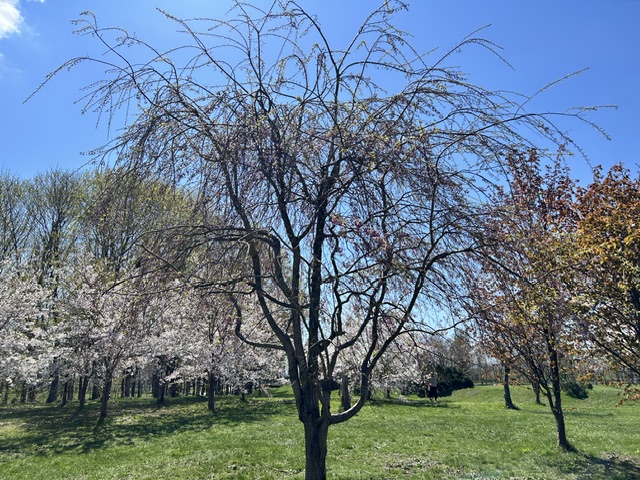 前田森林公園 tweet media