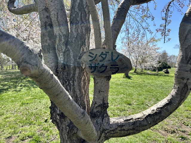 前田森林公園 tweet media