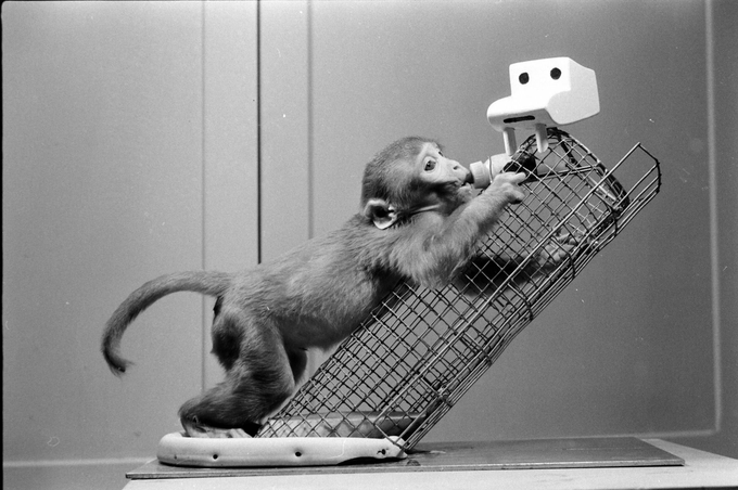 critter tweet media
