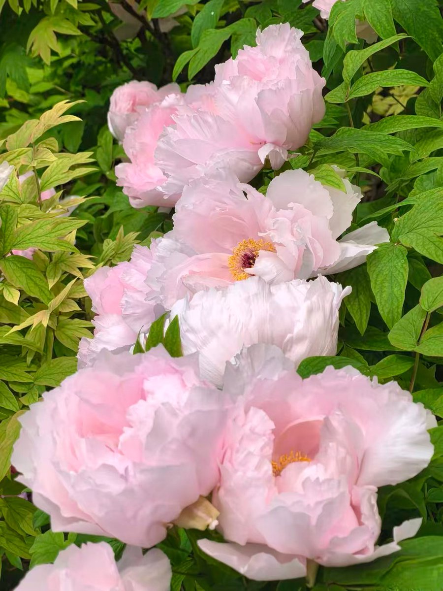 夏小石 tweet media