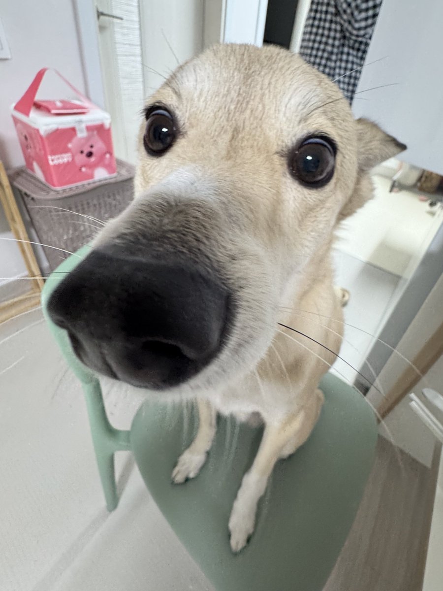 메밀묵 tweet media