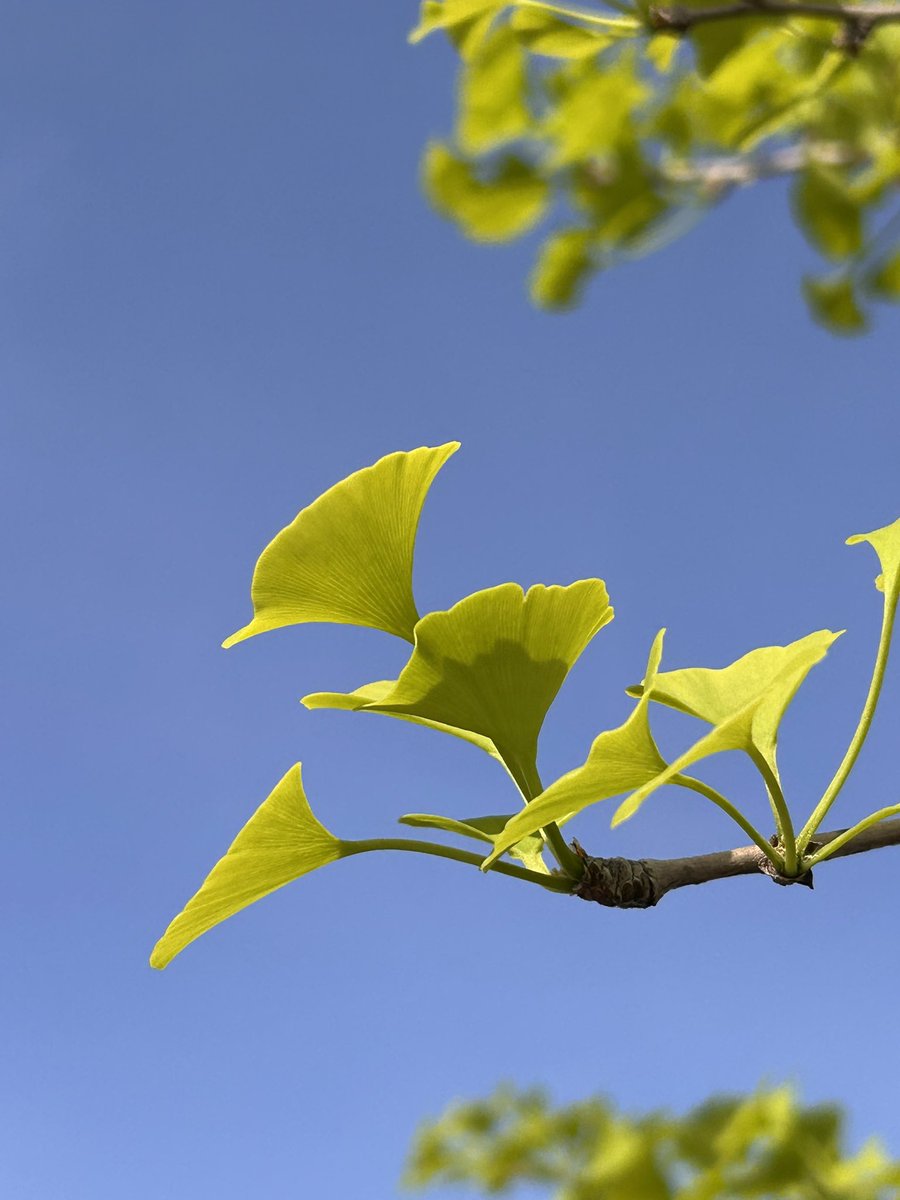 かめパン🐢ちんたんとの会話はいつもから回り tweet media